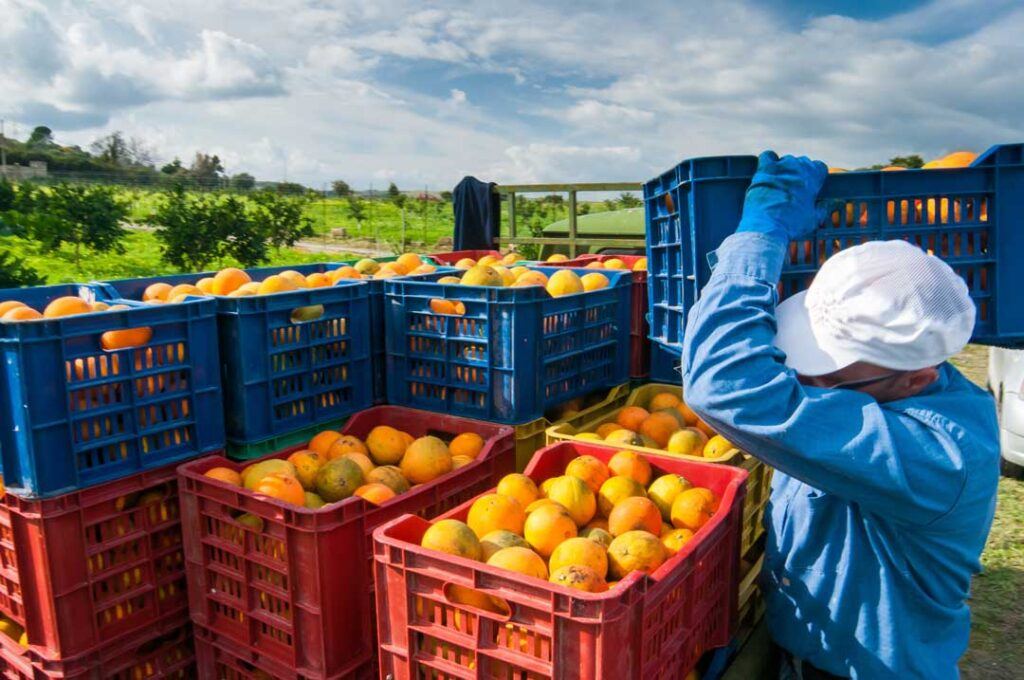 raccolta arance Sicilia 2023